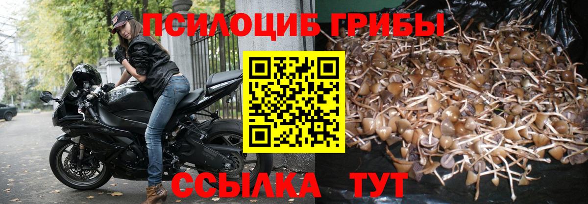 Котлас  Галлюциногенные грибы Psilocybe  Вход с VPN 